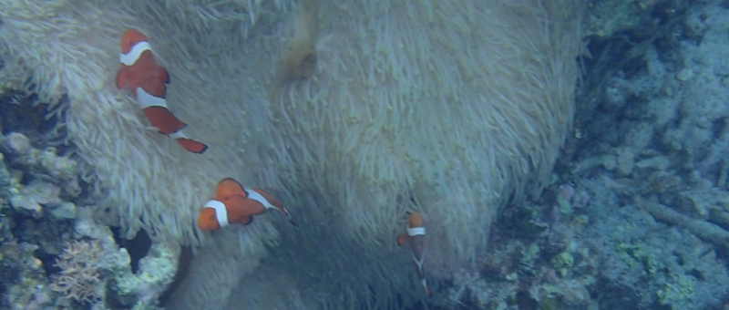 ��ؕs���ȕ��A�L���C�ɂȂ肽�����b�`�̊v���I�y���k�� ��-�؂̃A���}�[�h�z
���T�C�g